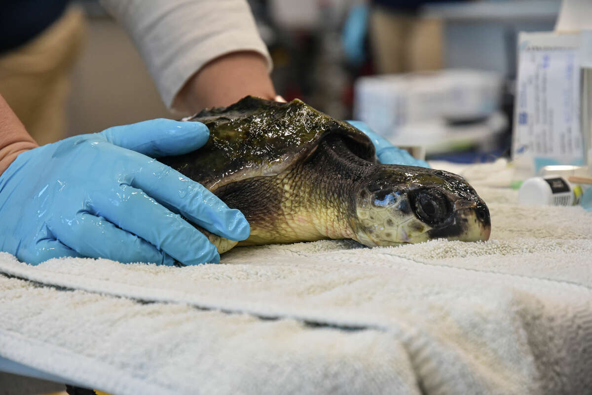 Mystic Aquarium aims to fly sea turtle to North Carolina for release