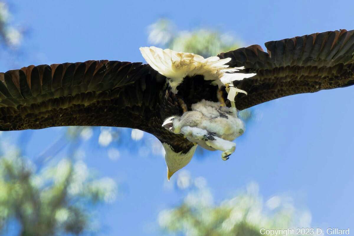 A Bay Area bald eagle couple adopted two baby red-tailed hawks. Here’s