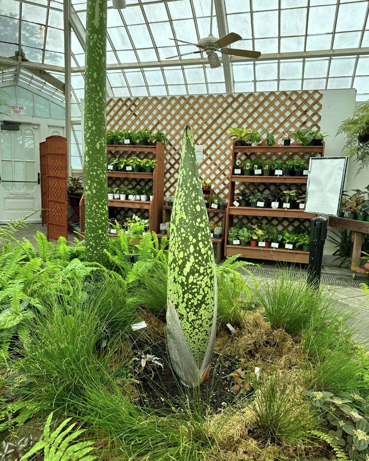 Hold Your Nose: Corpse Flower To Raise A Stink Soon In SF