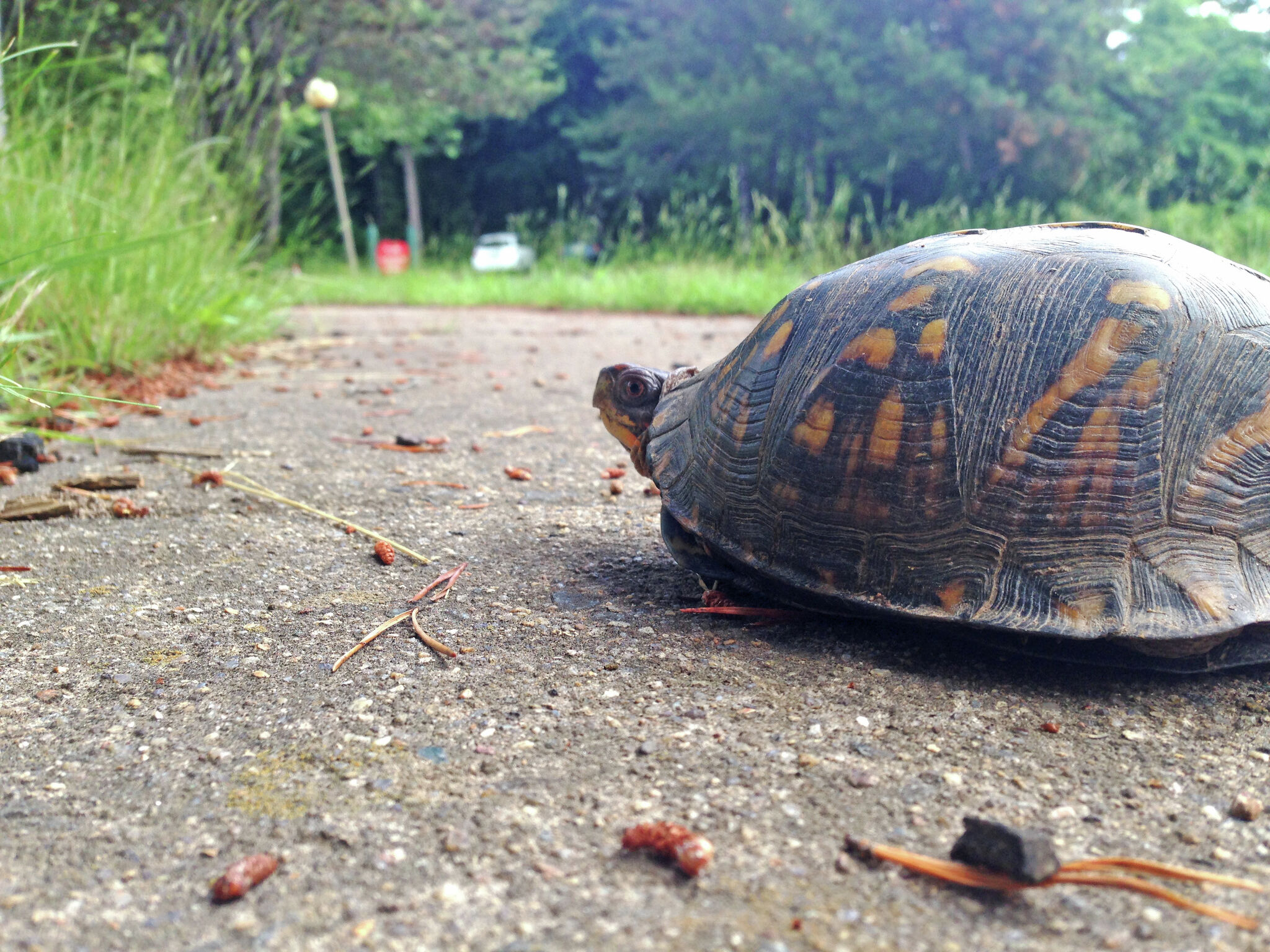 Keep an eye out for turtles in Michigan this spring