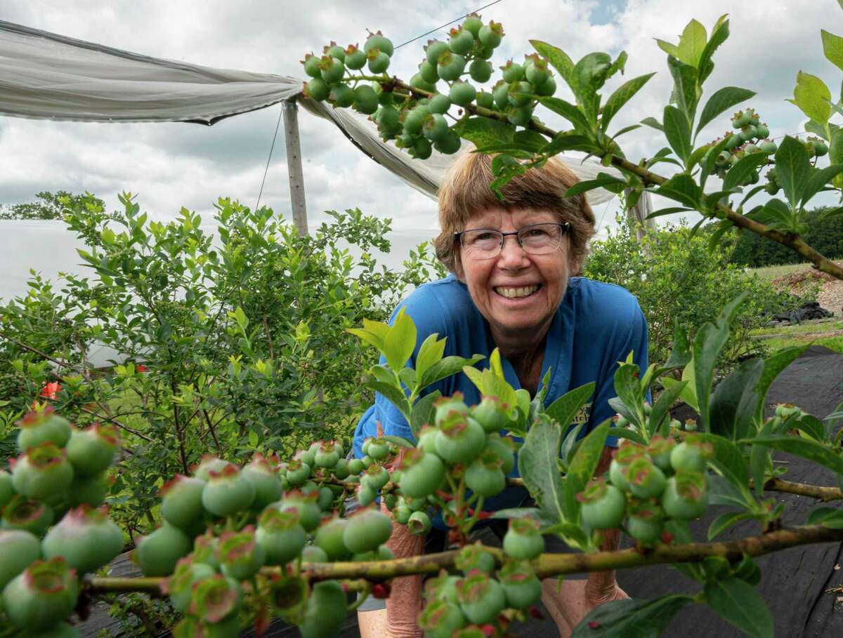 Blueberry picking starts up in Capital Region, Hudson Valley