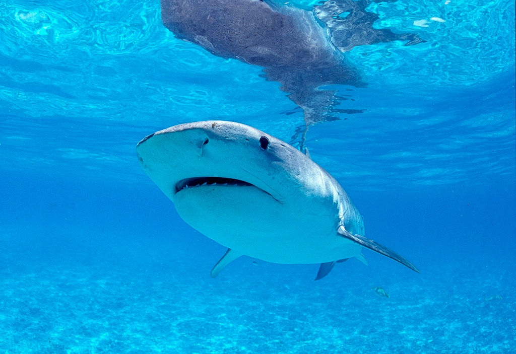 Equipe da Netflix narra ataque de tubarão no Havaí