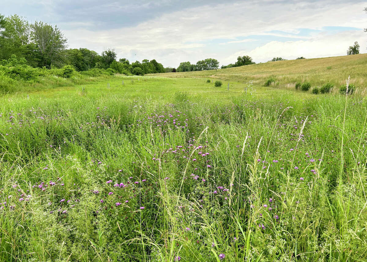 Here's where Middletown's dog park might go