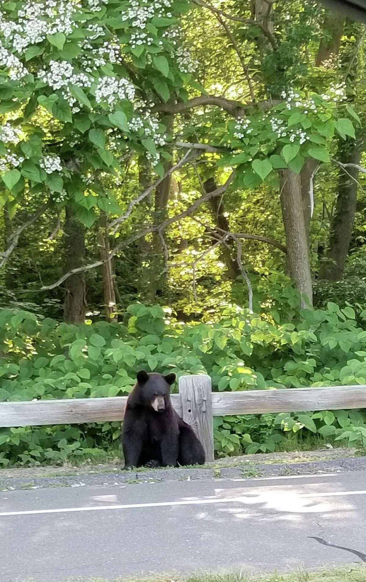 This Connecticut area has become popular for bears. Here's why