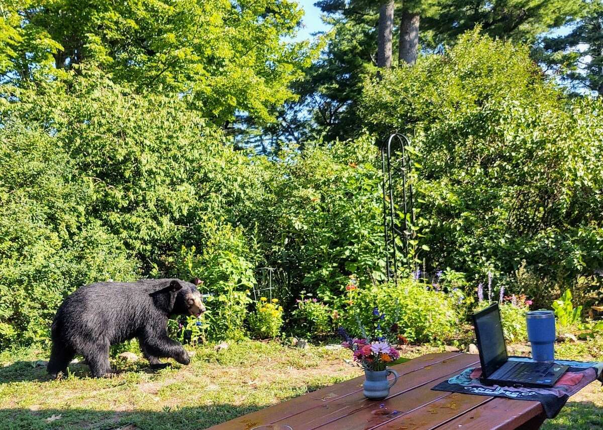 Black bear in Simsbury resident Tonya Lok's backyard.