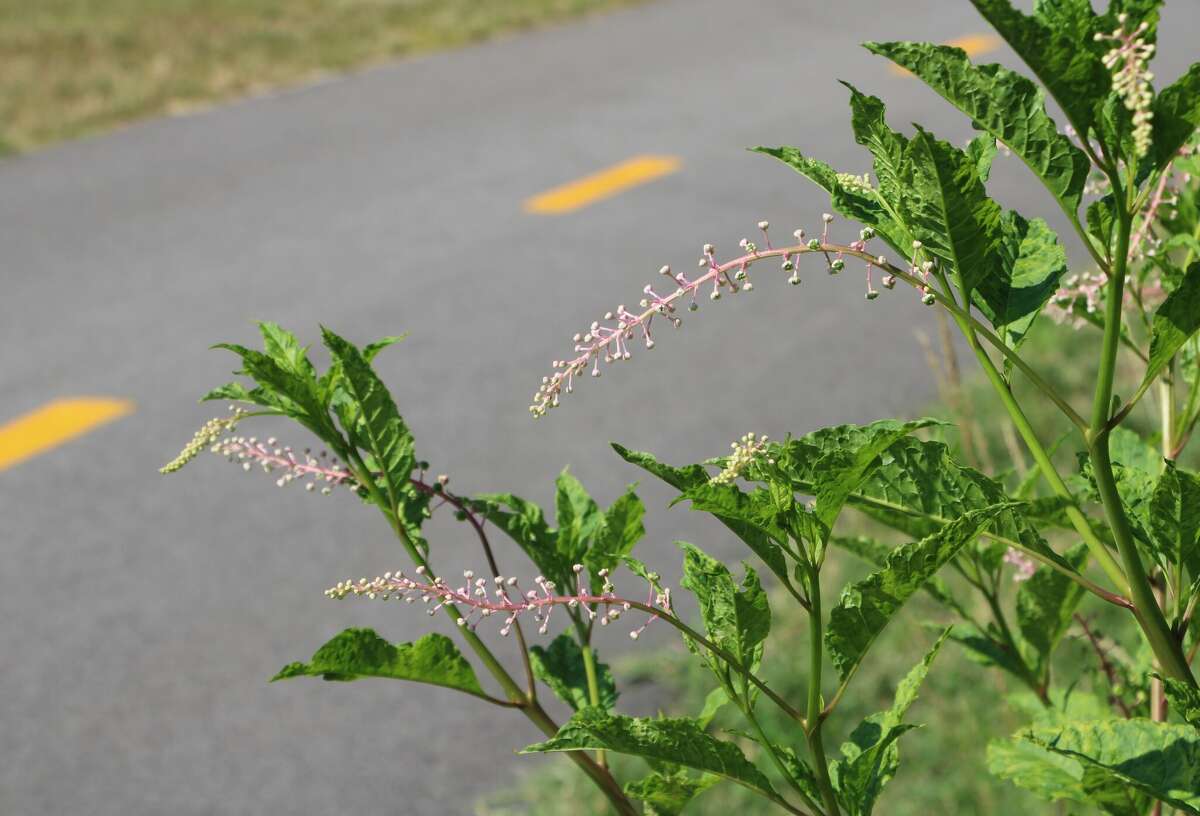 Edwardsville recognized as first Pollinator Pathway city in Illinois