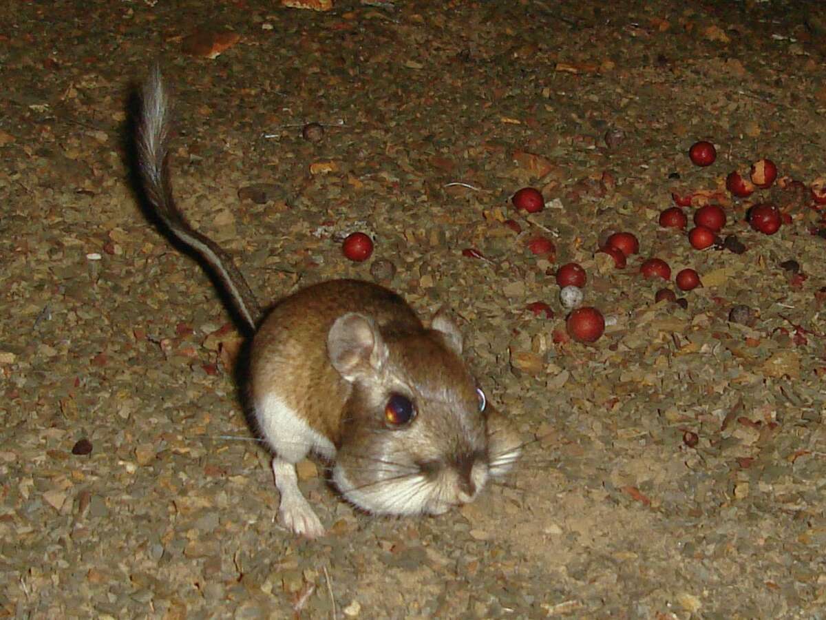 so-elated-nearly-extinct-species-seen-in-california