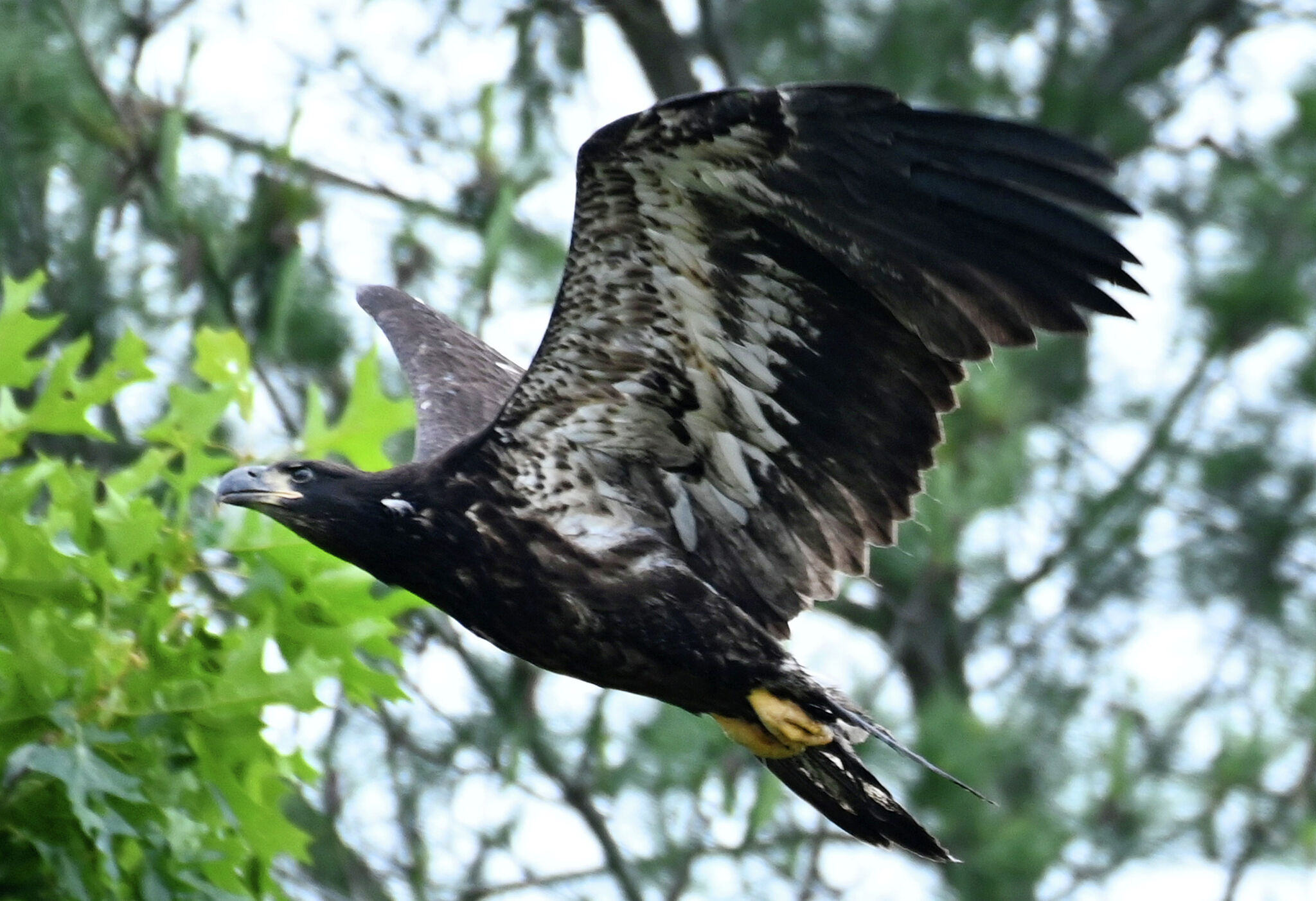 Manchester eagles near draws spectators