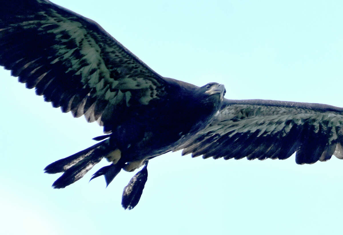 NATIONAL AMERICAN EAGLE DAY - June 20, 2024 - National Today