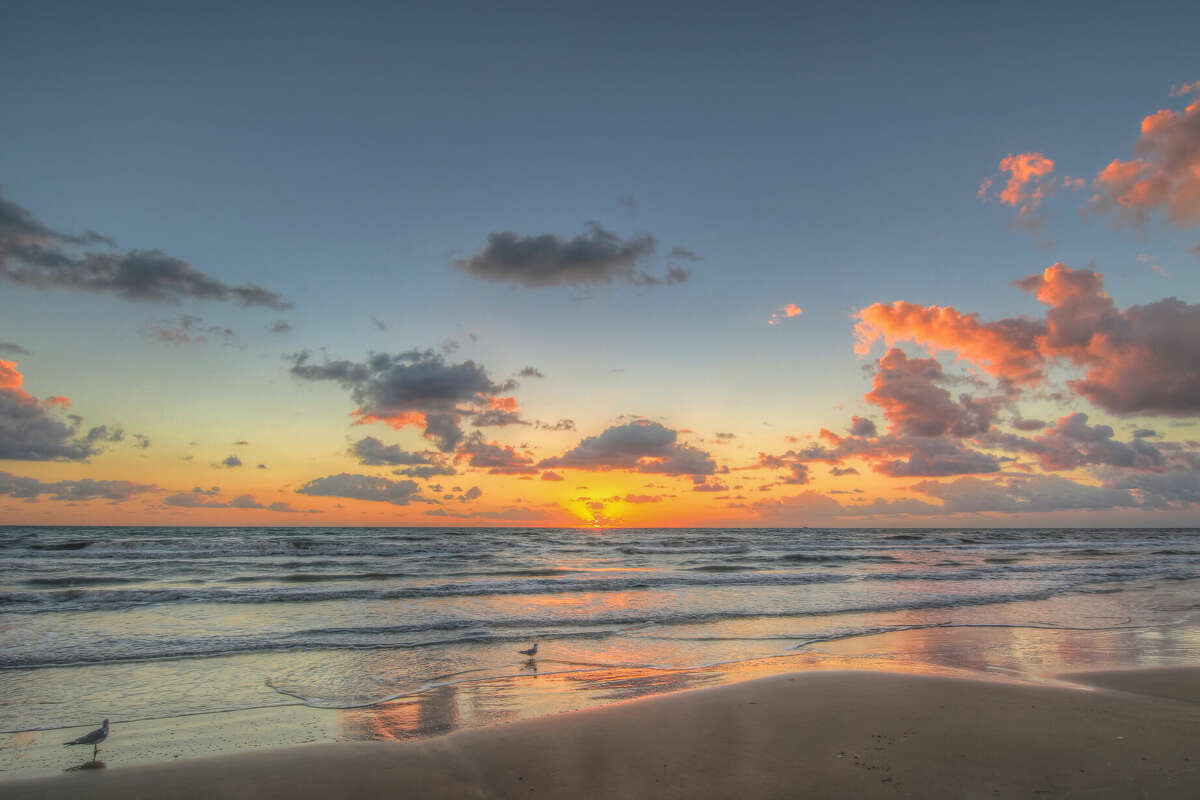 Seagulls at sunrise on South Padre Island, Texas.