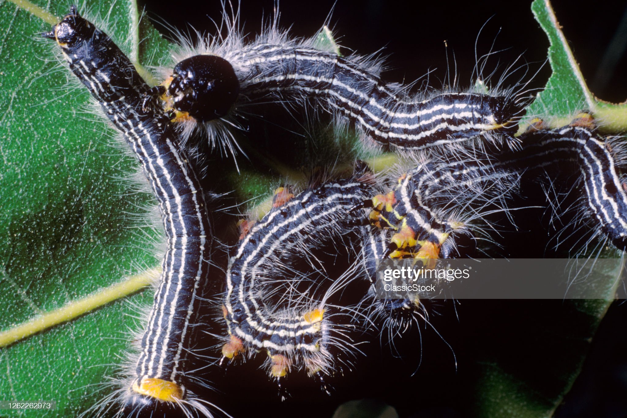 These insects are active in San Antonio gardens now