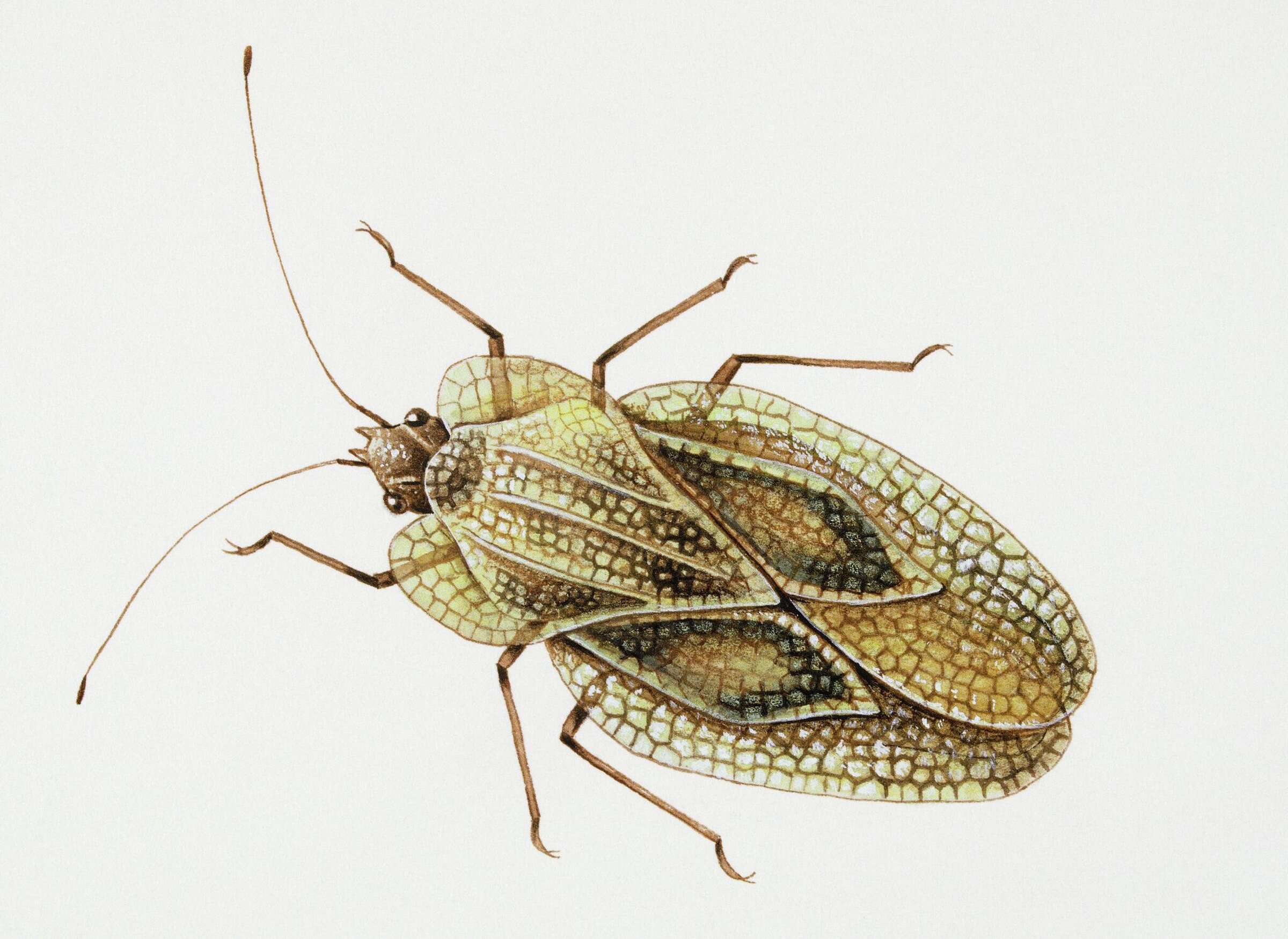 These insects are active in San Antonio gardens now