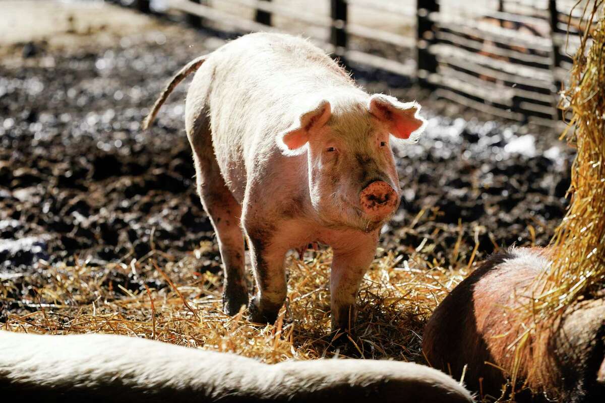 California agrees to postpone Prop. 12 pork production law
