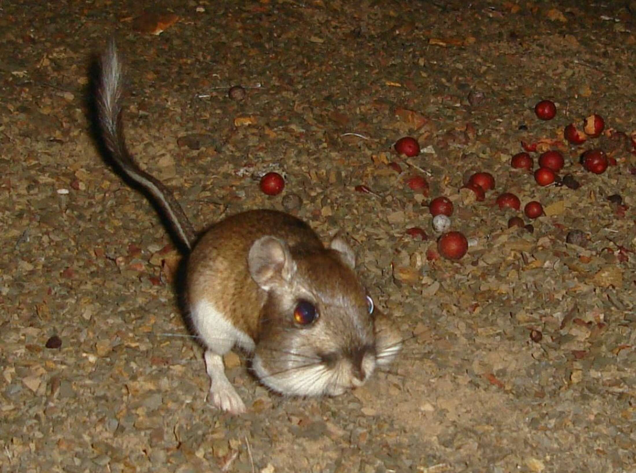 After 75 years, this species has been rediscovered in San Jose