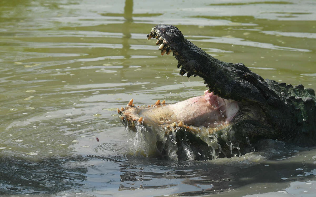 Meet Big Al, the legendary alligator from Gator Country Adventure Park