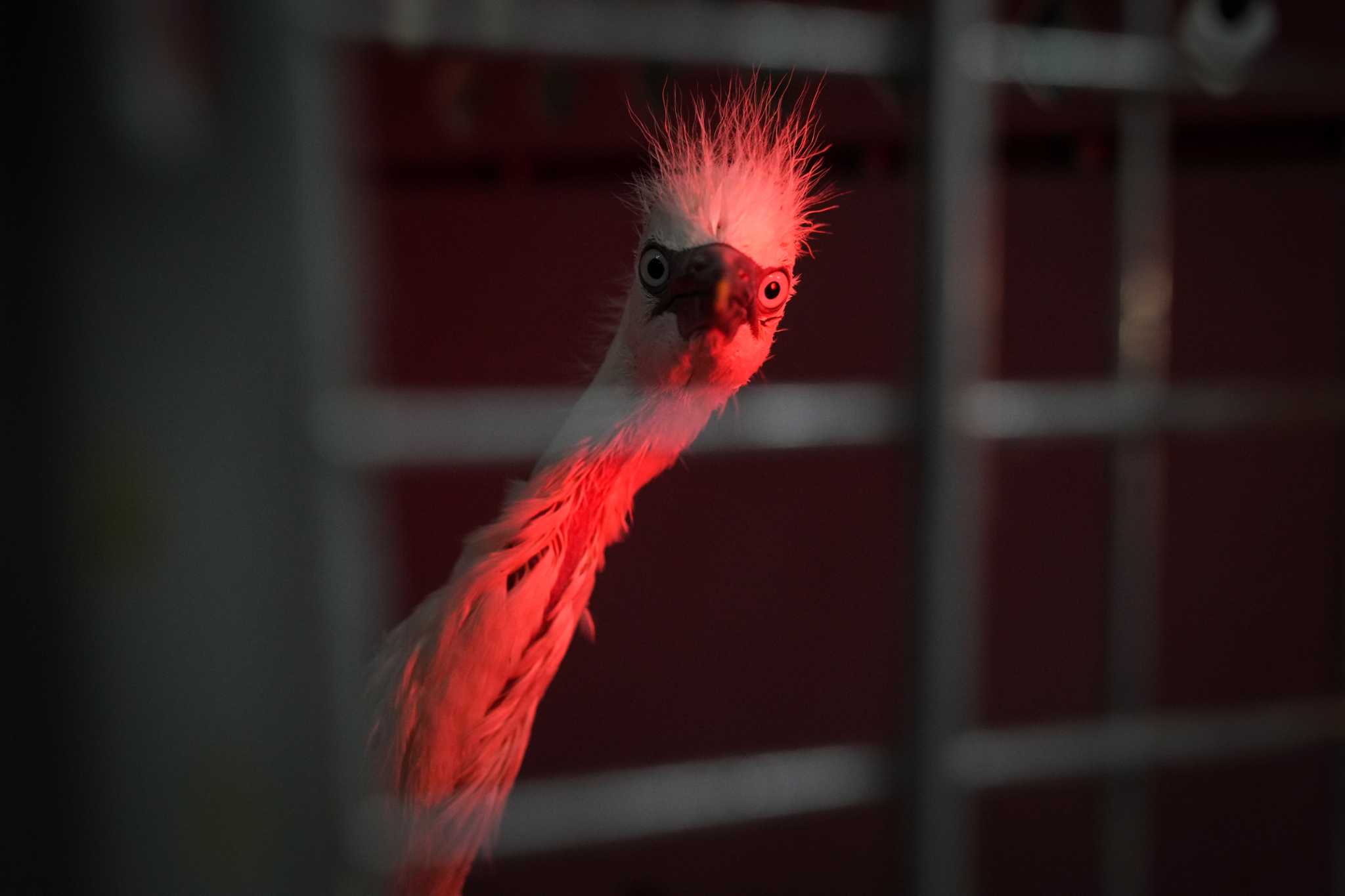 animals-in-distress-spike-at-wildlife-center-of-texas-amid-heat