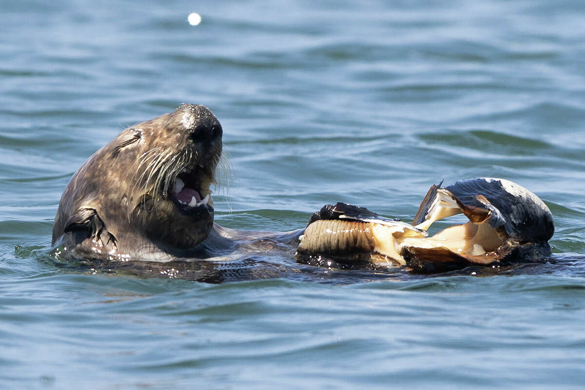 California wiped out its sea otters. Here's why we need them back