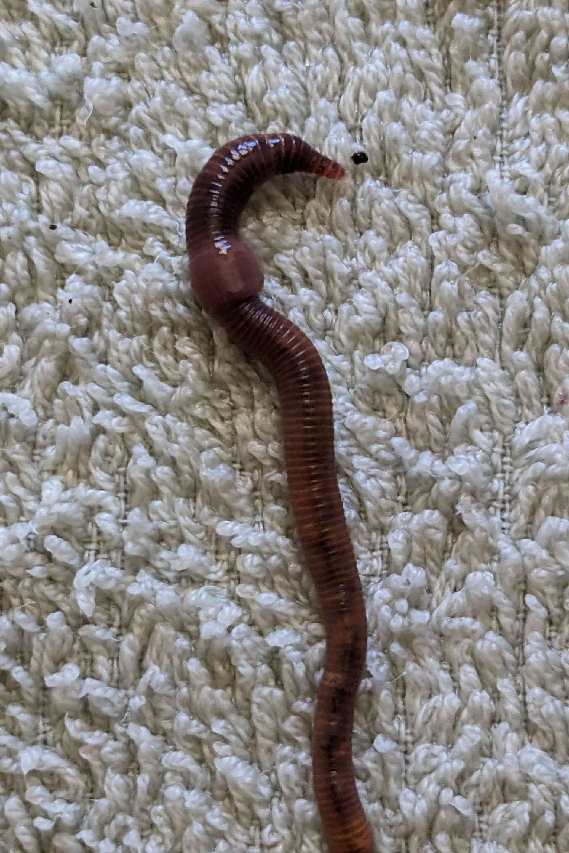 Master Gardeners Not all worms are the same in West Texas
