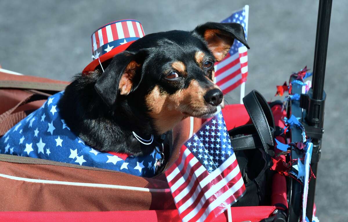 How to prepare your dog for the Fourth of July