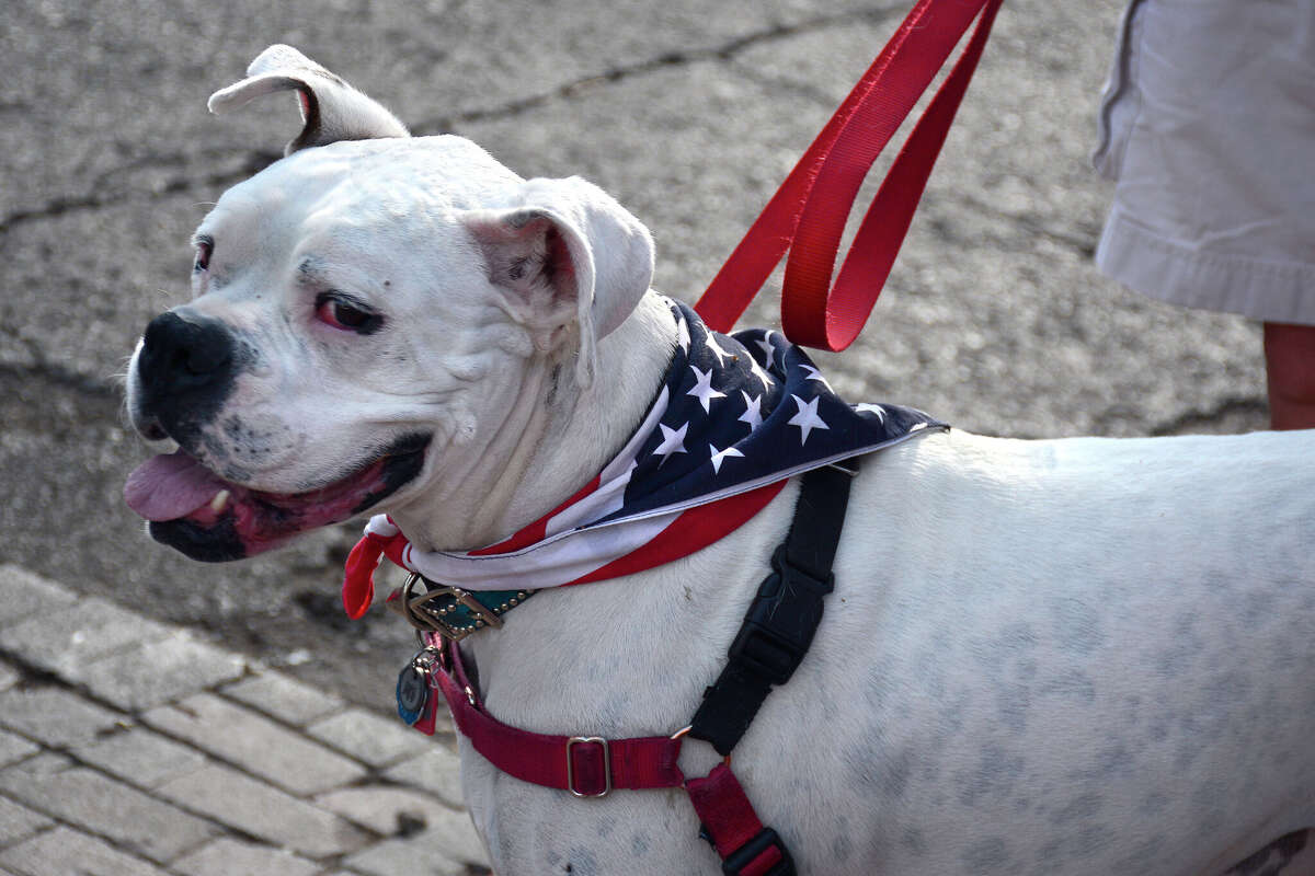 How to prepare your dog for the Fourth of July