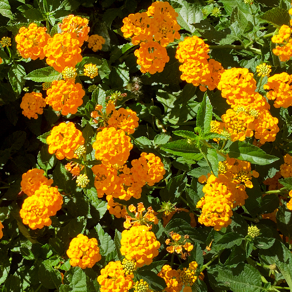 Plumeria leaves are plagued by rust, lantana's leaves reveal variety