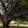 一个400岁的橡树常绿灌木娱乐中心在奥克兰,加利福尼亚州,星期五,2023年6月23日。