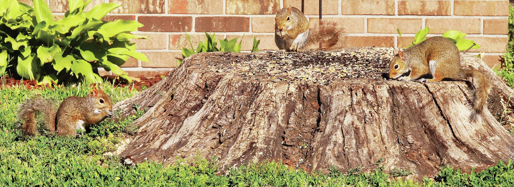 Three's company in Wood River