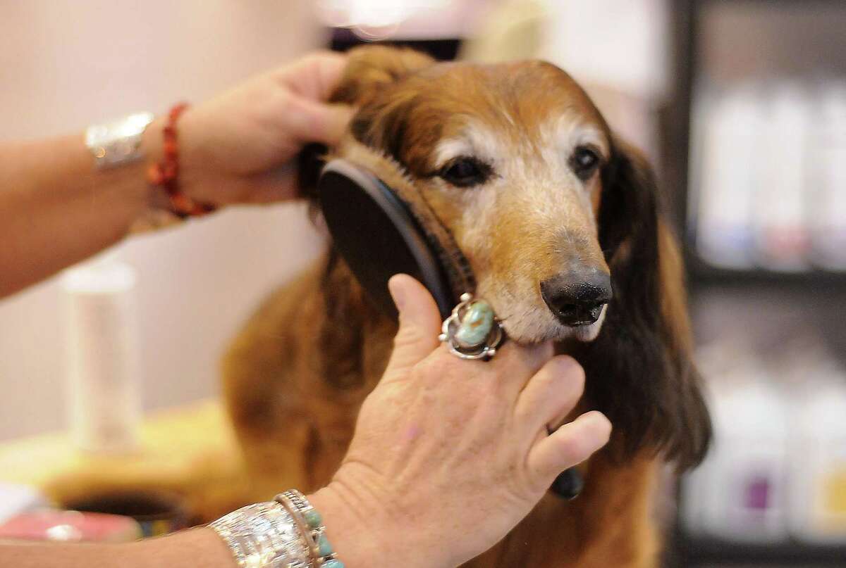 Heartworm season is yearround in parts of Texas