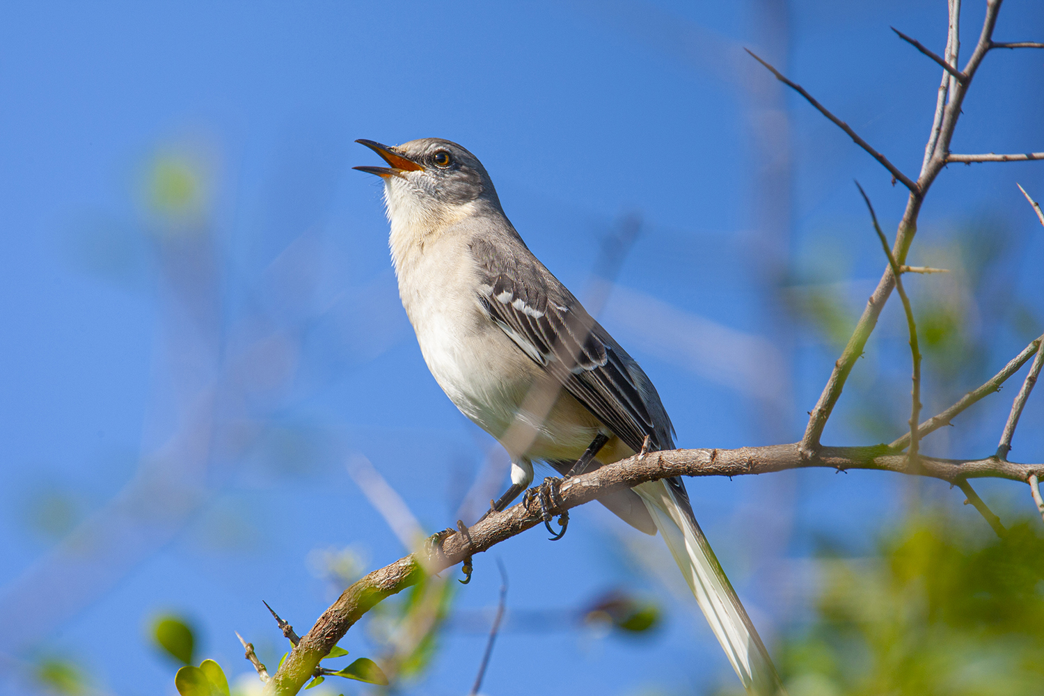 texas-state-bird-the-mockingbird-will-fiercely-defend-its-territory