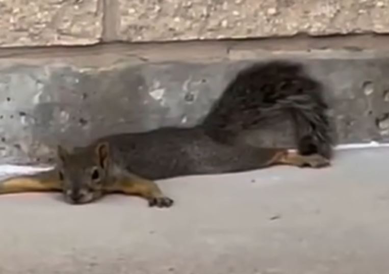 Texas squirrels are splooting again due to the extreme heat