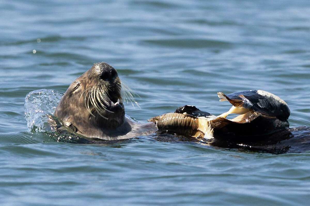 Should Northern California bring sea otters back? Residents weigh in