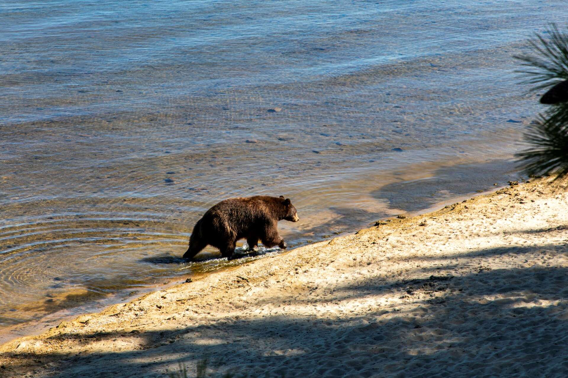 Why bears are digging under vacation homes in Lake Tahoe