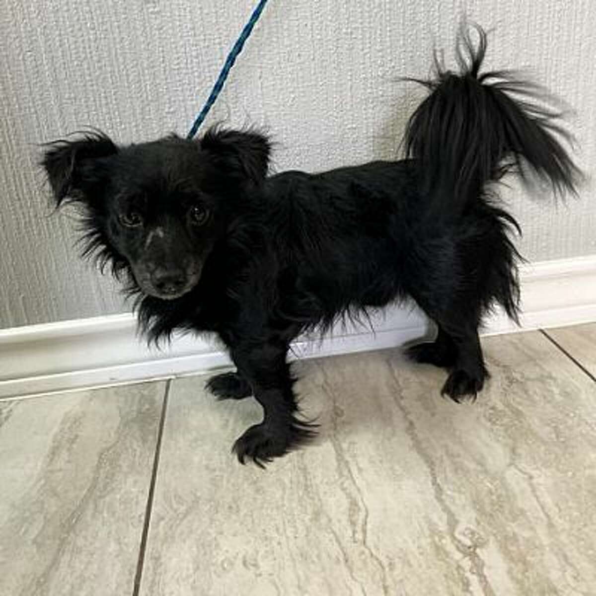 Laredo shelter celebrating Fourth of July, National Adoption Weekend