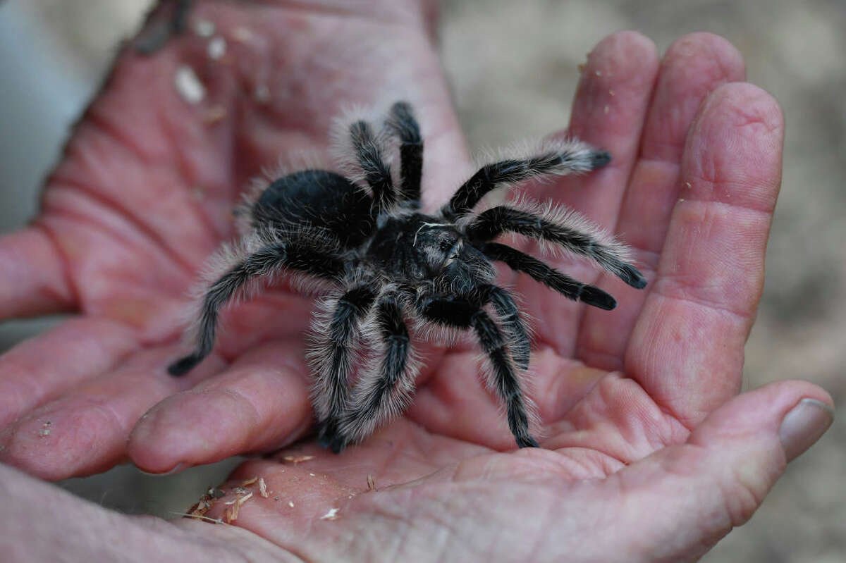 Naturalist Ken Lavin holds a curly hair tarantula while showing him off to visitors on the Diablo Range in September 2021.