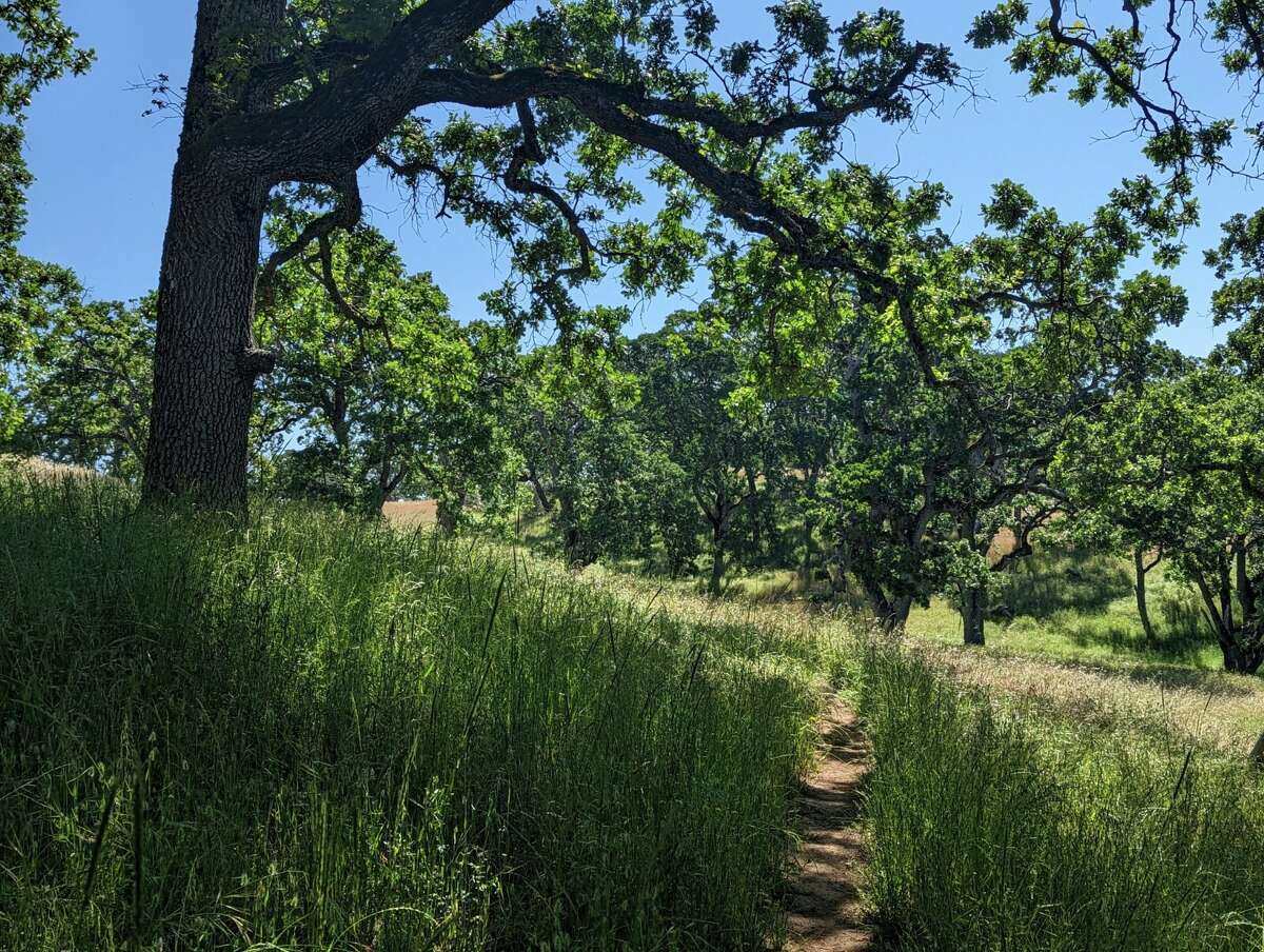 Hiking Henry W. Coe State Park in the Diablo Range.