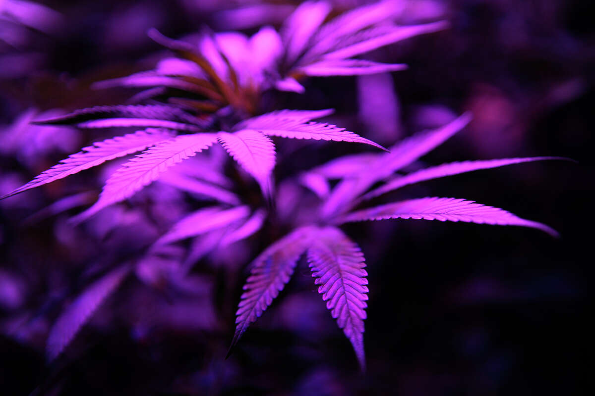 Marijuana leafs glow purple under grow lights at the Black Dog LED booth during the High Times Cannabis Cup at Denver Mart in Denver on April 19, 2014.