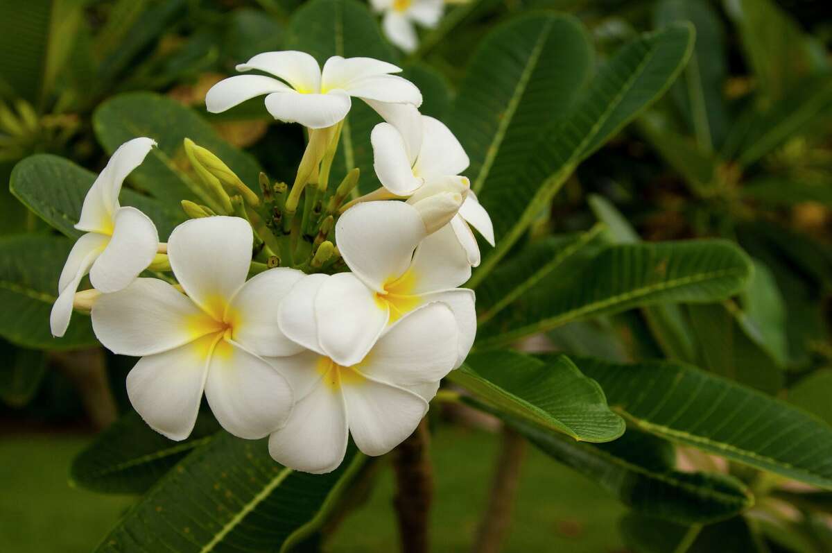 Plumeria leaves are plagued by rust, while lantana's leaves reveal ...