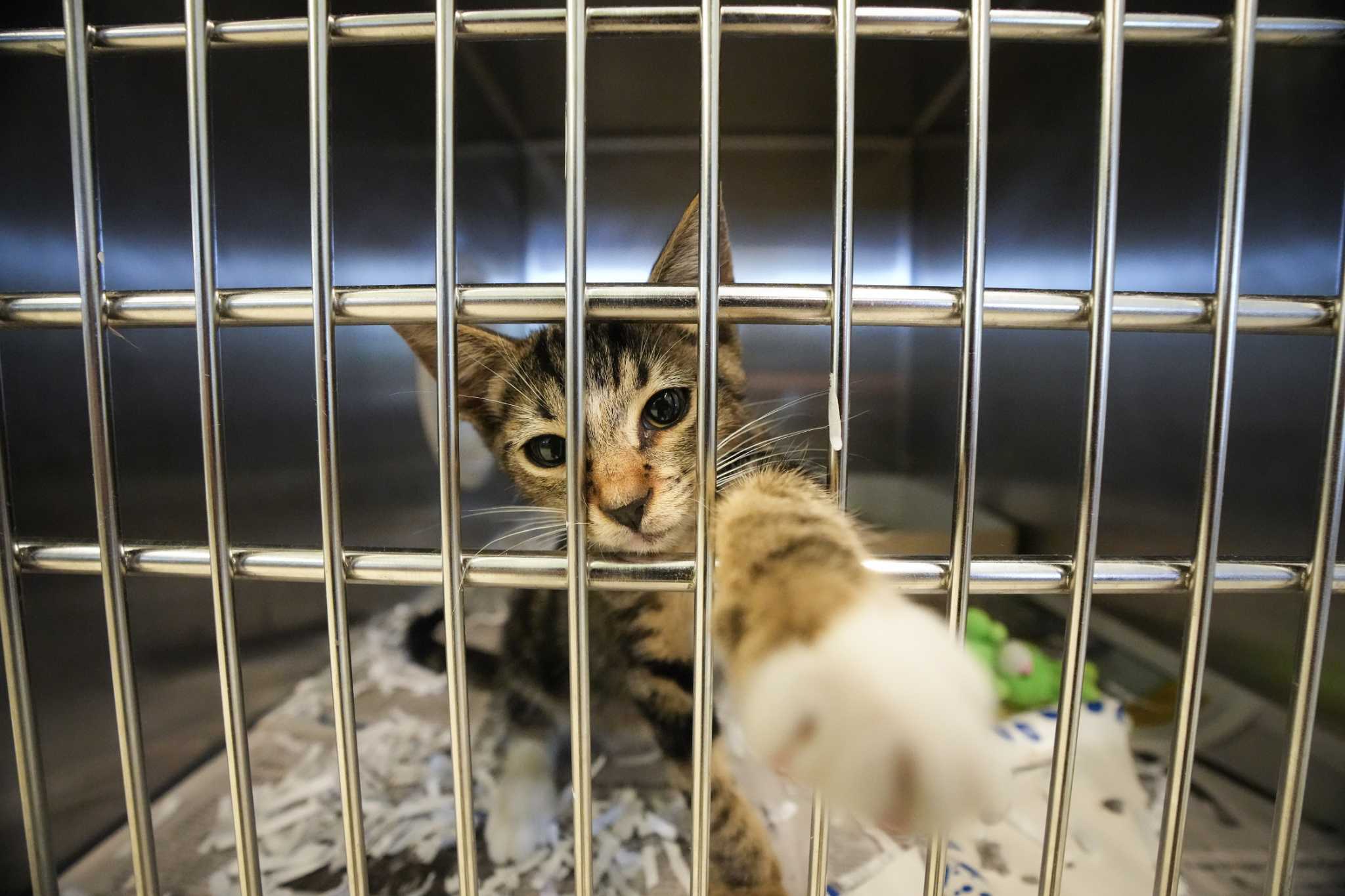 No-kill animal rescue Lifeline of Galveston County seeks donations