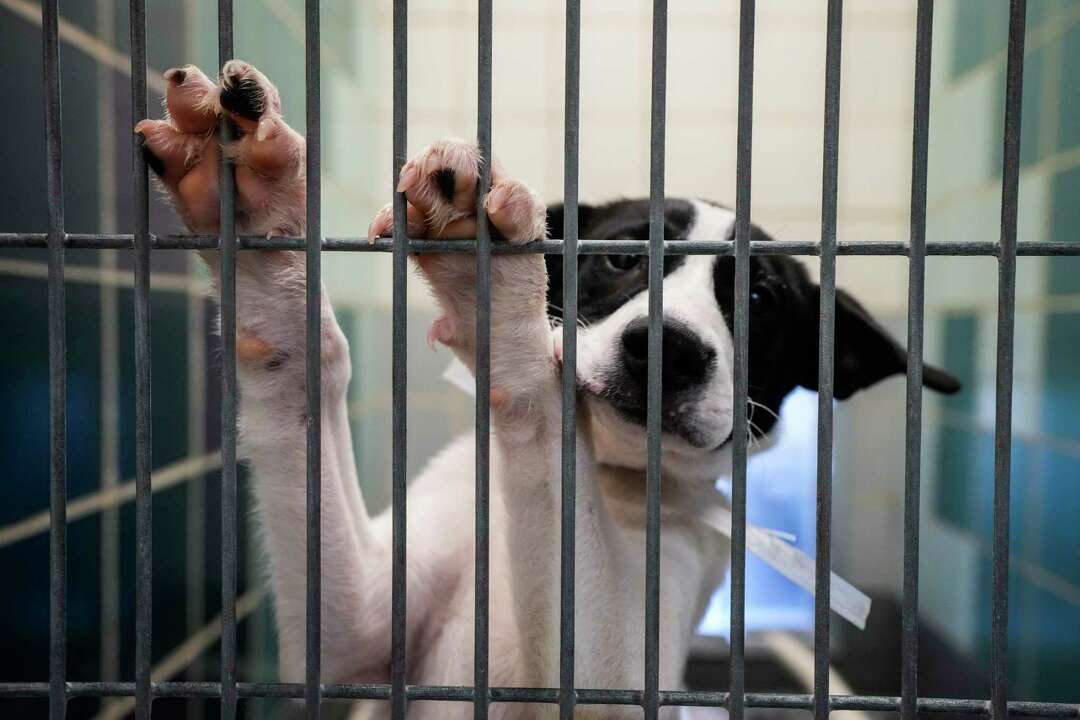 Houston BARC animal shelter offers free pet adoptions after storms