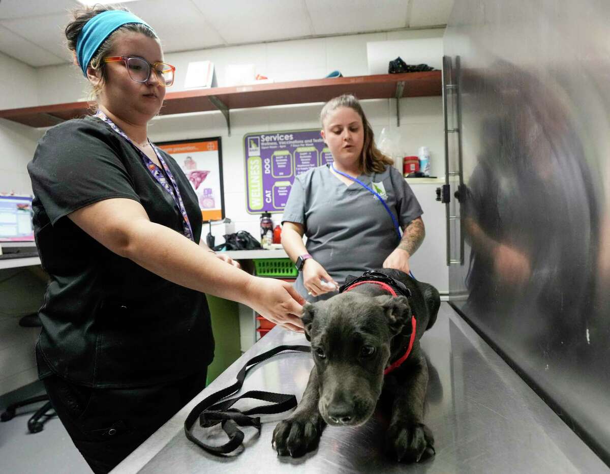 Houston shelter workers managing influx of strays as euthanasia climbs