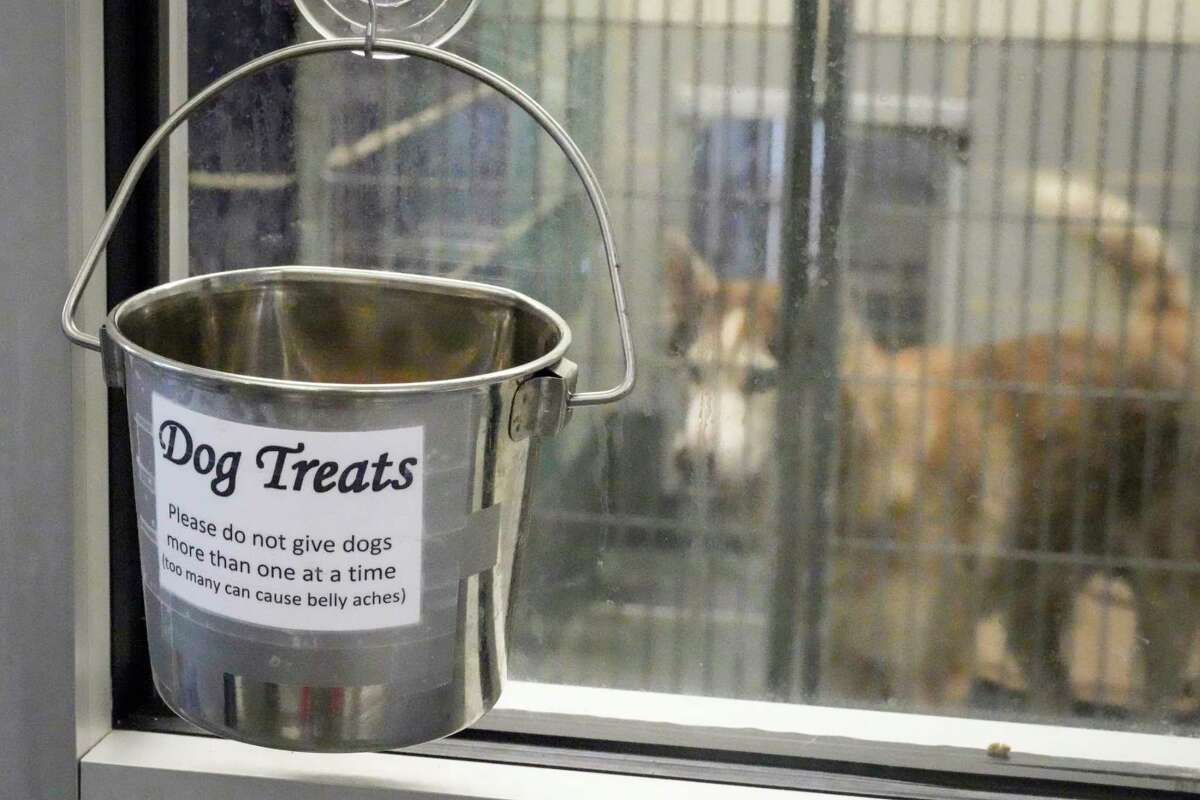 Houston shelter workers managing influx of strays as euthanasia climbs