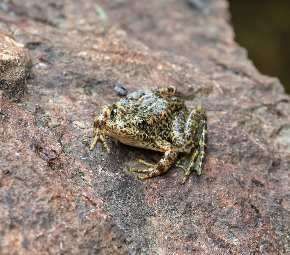 Endangered frogs reared at S.F. Zoo return to Plumas National Forest