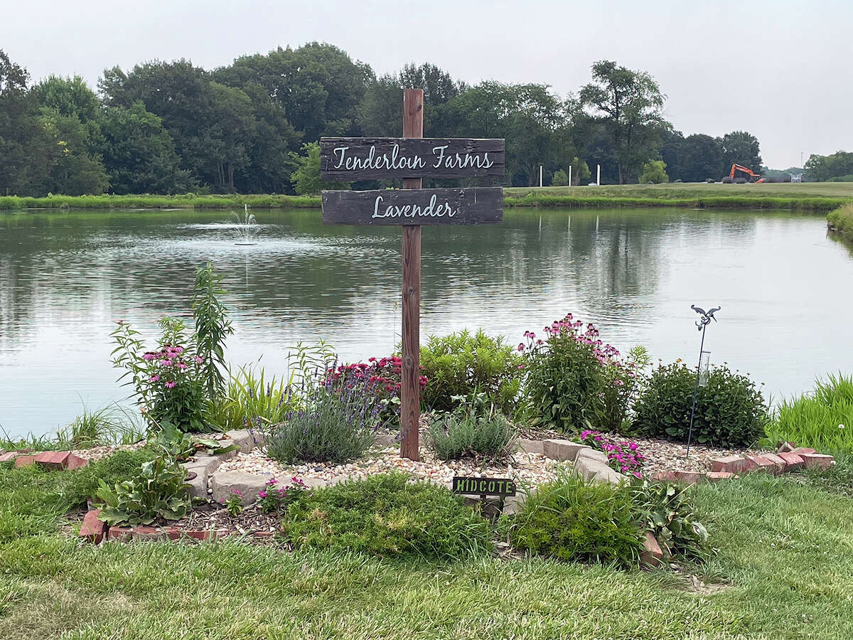 Edwardsville sisters' lavender farm flourishes as 3rd season nears end