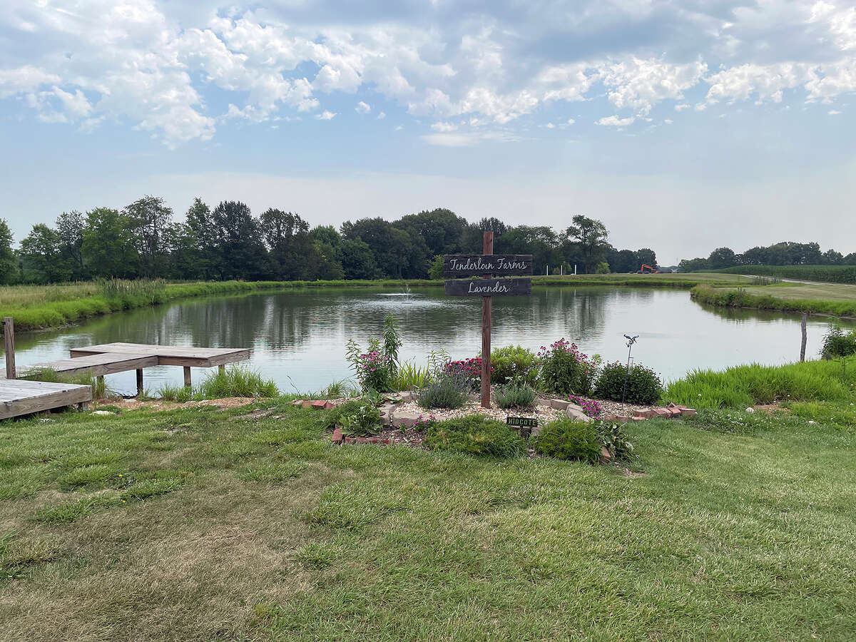 Edwardsville sisters' lavender farm flourishes as 3rd season nears end