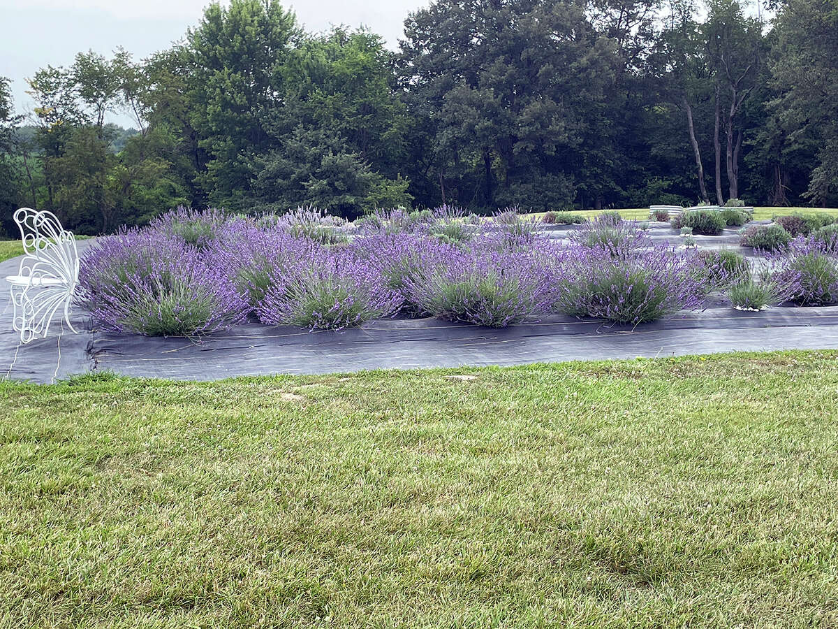 Edwardsville sisters' lavender farm flourishes as 3rd season nears end