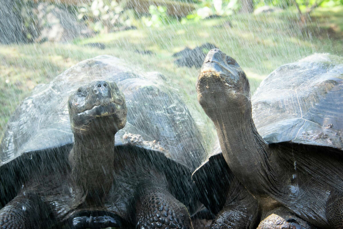 houston-zoo-keeps-animals-cool-in-texas-heat-frozen-treats-showers