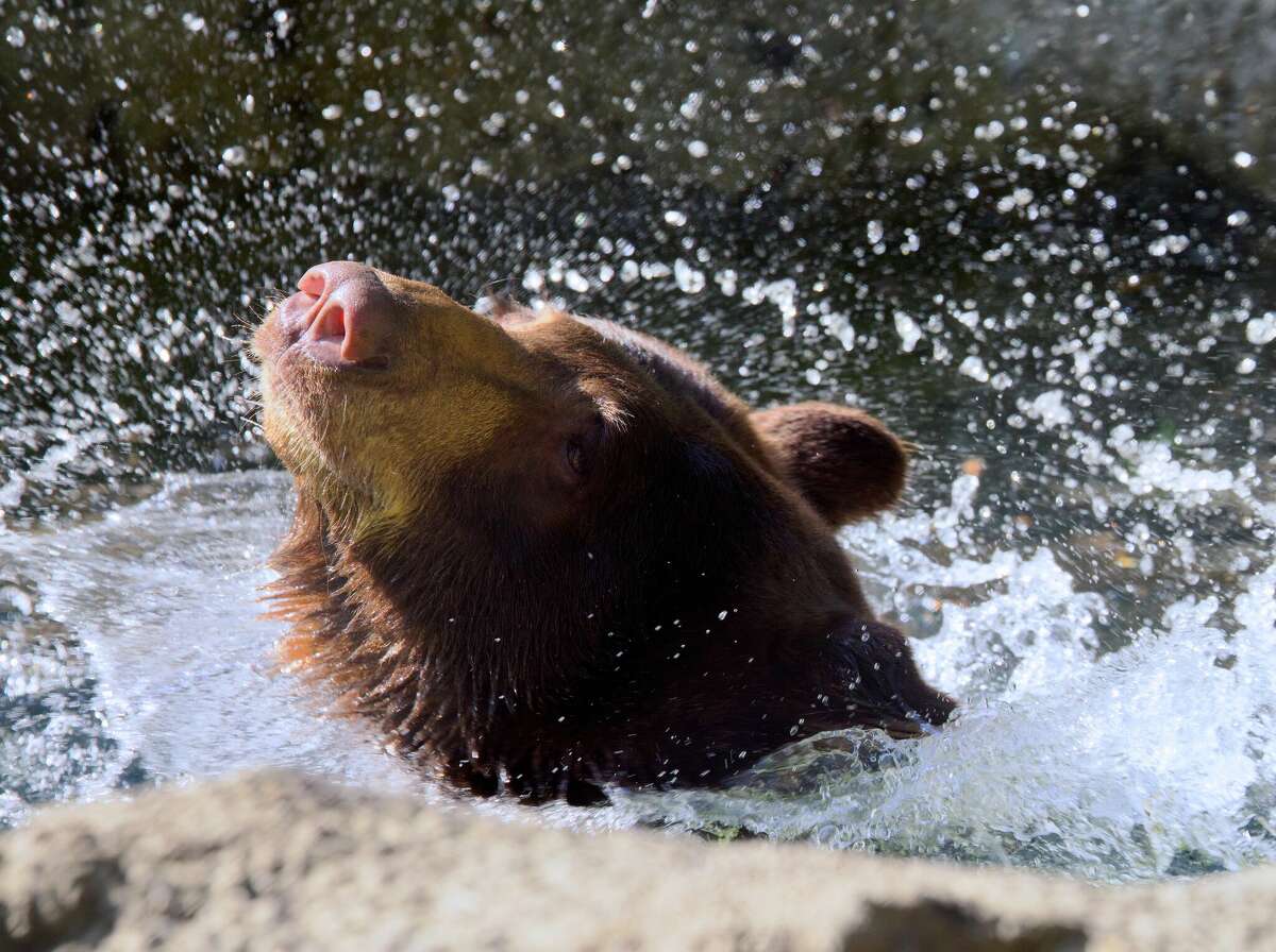 Houston Zoo keeps animals cool in Texas heat: frozen treats, showers