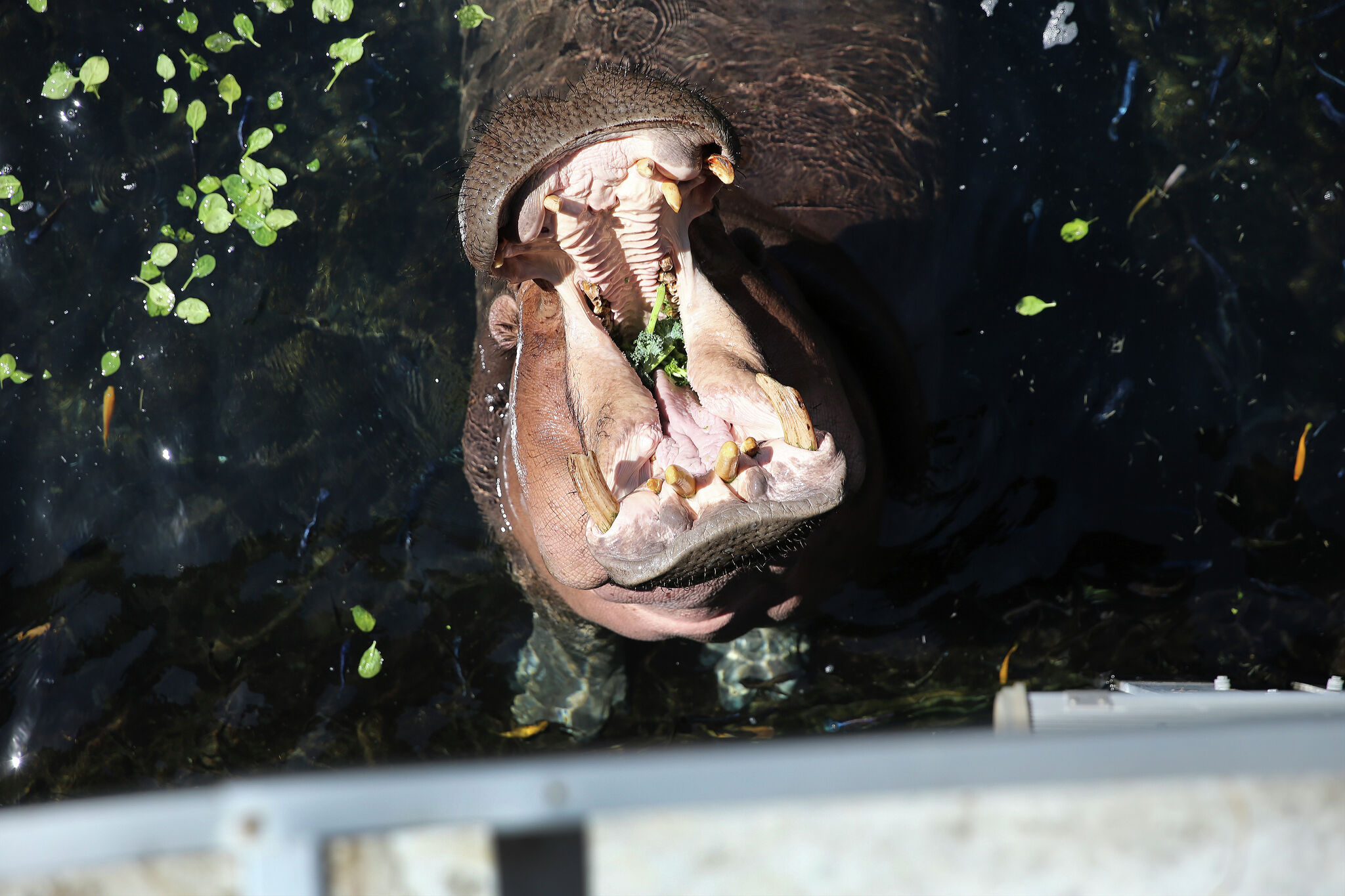 What does the San Antonio Zoo do with its animal poop?