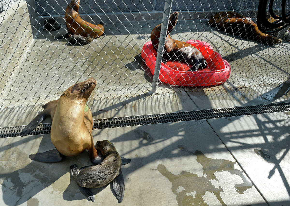 What's Causing Sick Sea Lions to Wash Ashore in San Diego? 