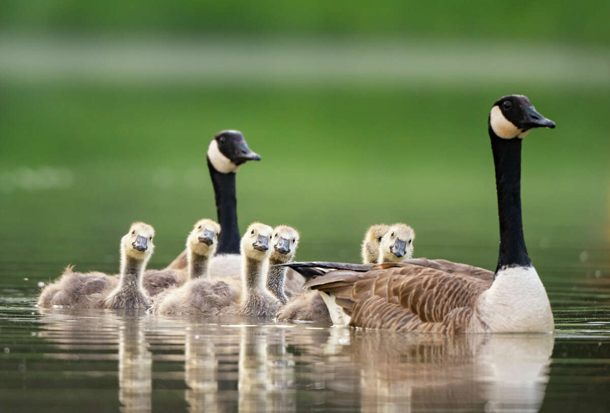 midland-county-residents-asked-to-mind-geese-races-at-mall